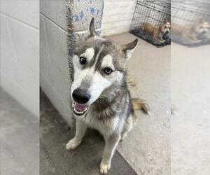 Alaskan Klee Kai Dogs for adoption in San Bernardino, CA, USA