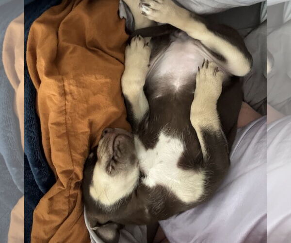 Medium Photo #4 Siberian Husky-Unknown Mix Puppy For Sale in Fargo, ND, USA