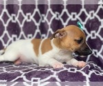 Small Photo #3 Jack-Rat Terrier Puppy For Sale in LAKELAND, FL, USA