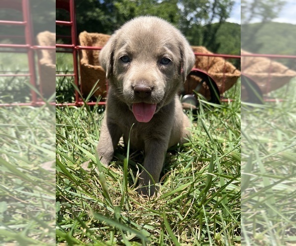 Medium Photo #8 Labrador Retriever Puppy For Sale in NEOLA, WV, USA