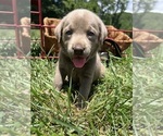 Small #7 Labrador Retriever
