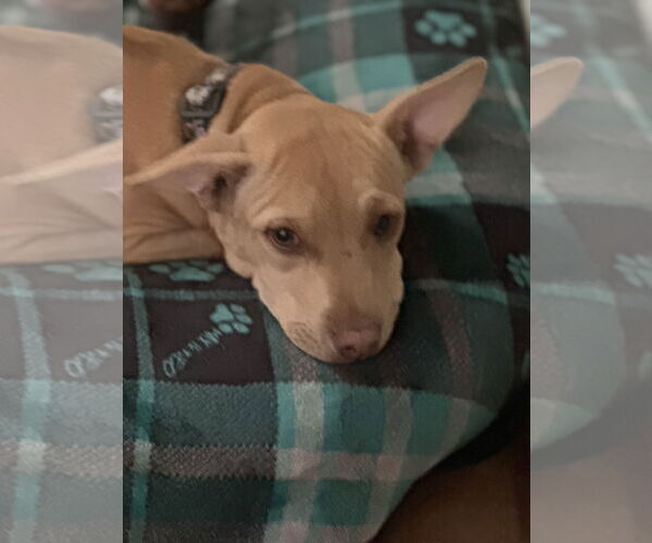Medium Photo #2 American Pit Bull Terrier-Chihuahua Mix Puppy For Sale in Polson, MT, USA