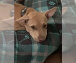 Small #1 American Pit Bull Terrier-Chihuahua Mix