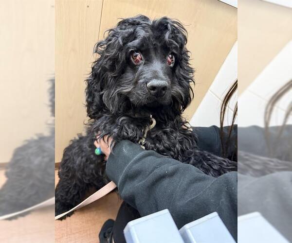 Medium Photo #1 Cocker Spaniel-Unknown Mix Puppy For Sale in San Antonio, TX, USA