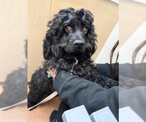 Cocker Spaniel-Unknown Mix Dogs for adoption in San Antonio, TX, USA