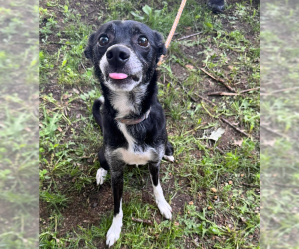 Medium Photo #1 Border Collie-Rat Terrier Mix Puppy For Sale in Brooklyn Center, MN, USA