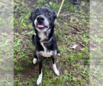 Small Border Collie-Rat Terrier Mix