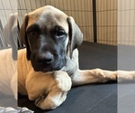 Puppy Star Mastiff
