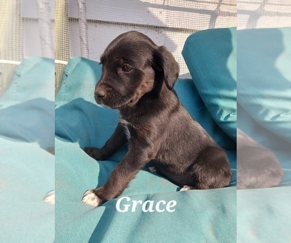 Medium Photo #11 Golden Newfie Puppy For Sale in SHEBOYGAN FALLS, WI, USA