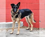 Small #1 German Shepherd Dog