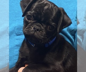 Pug Puppy for sale in HUTTO, TX, USA