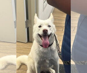 Siberian Husky-Unknown Mix Dogs for adoption in Rowlett, TX, USA