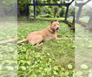 American Pit Bull Terrier-Unknown Mix Dogs for adoption in Warrenton, VA, USA
