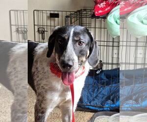Great Pyrenees-Unknown Mix Dogs for adoption in Hinckley, IL, USA