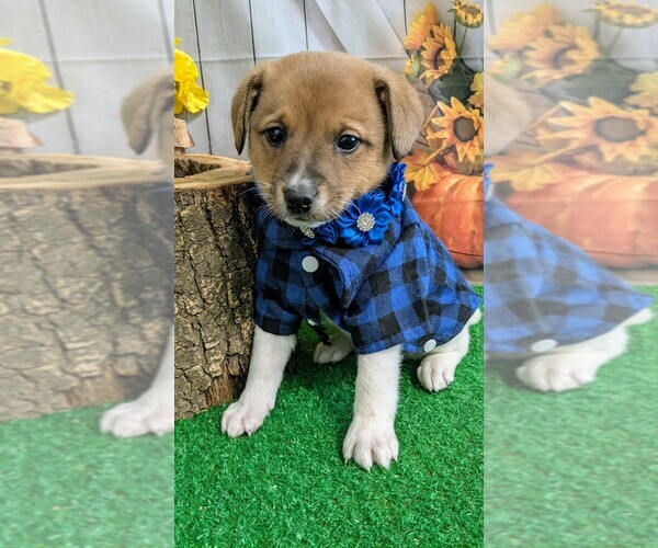 Medium Photo #1 Golden Retriever Puppy For Sale in HAMMOND, IN, USA