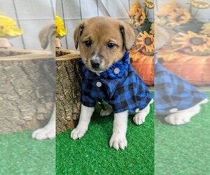 Golden Retriever Puppy for sale in HAMMOND, IN, USA