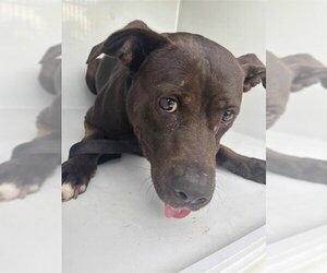 Mutt Dogs for adoption in Houston, TX, USA