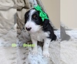 Puppy 3 Border Collie-Poodle (Miniature) Mix