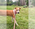 Small Photo #7 Labrador Retriever-Unknown Mix Puppy For Sale in Tarrytown, GA, USA