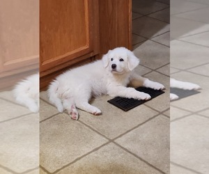 Great Pyrenees Puppy for sale in WHITEWRIGHT, TX, USA