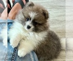 Small #2 Pomeranian