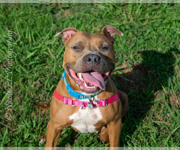 Medium Photo #2 American Pit Bull Terrier Puppy For Sale in Virginia Beach, VA, USA