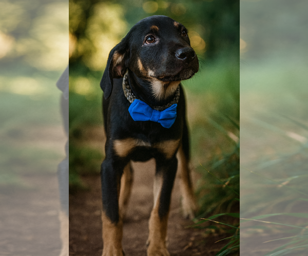 Medium Photo #2 Labrottie Puppy For Sale in Phoenix, AZ, USA