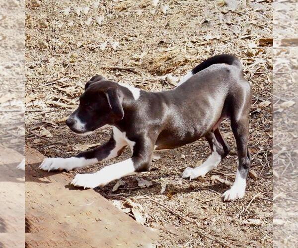 Medium Photo #6 Border Collie-Unknown Mix Puppy For Sale in San Diego, CA, USA