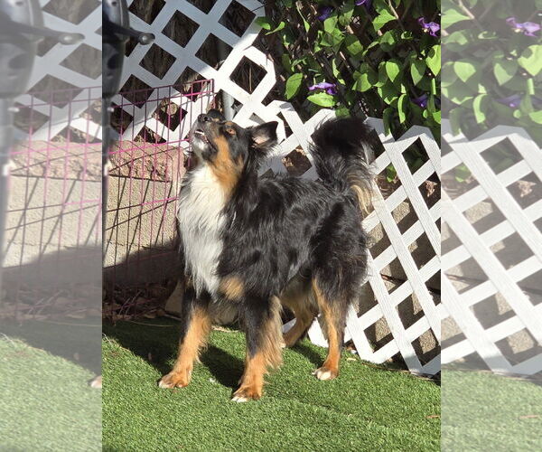 Medium Photo #6 Australian Shepherd Puppy For Sale in Sandy, UT, USA