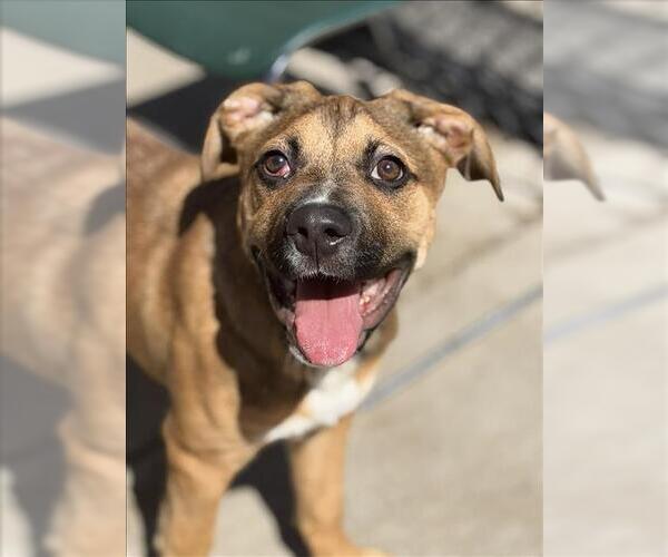 Medium Photo #2 Mutt Puppy For Sale in Tulsa, OK, USA