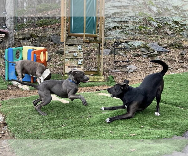 Medium Photo #7 Collie-Unknown Mix Puppy For Sale in Decatur, GA, USA