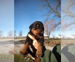 Small Photo #23 Rottweiler Puppy For Sale in JASPER, MO, USA