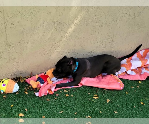 Medium Photo #44 American Pit Bull Terrier-Unknown Mix Puppy For Sale in Pompano Beach , FL, USA