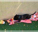 Small #43 American Pit Bull Terrier Mix