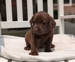 Small #4 Labrador Retriever
