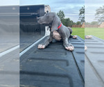 Small #2 Great Dane