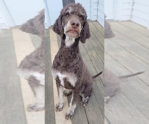 Poodle (Standard) Dog for Adoption in COOKEVILLE, Tennessee USA