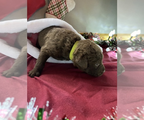 Medium Photo #8 Chesapeake Bay Retriever Puppy For Sale in WAUKON, IA, USA
