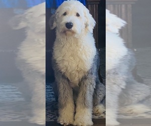 Father of the Sheepadoodle puppies born on 04/12/2023