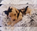 Small Photo #8 Aussiedoodle Miniature  Puppy For Sale in OTTAWA, OH, USA