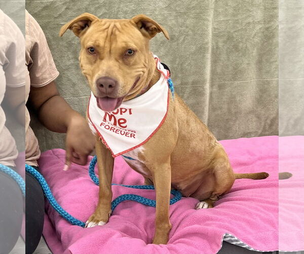 Medium Photo #4 Mutt Puppy For Sale in McCormick, SC, USA