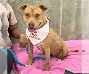 Jade - Female Mutt Dog for Adoption - Photo #4