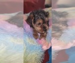 Small Photo #218 Yorkshire Terrier Puppy For Sale in AKRON, OH, USA