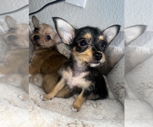Chorkie Puppy for sale in LAS VEGAS, NV, USA