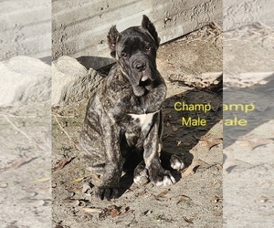 Cane Corso Puppy for sale in PITTSVIEW, AL, USA