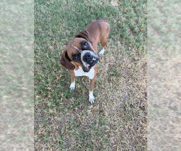Medium Photo #4 Boxer Puppy For Sale in Austin, TX, USA
