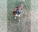 Small Photo #4 Boxer Puppy For Sale in Austin, TX, USA