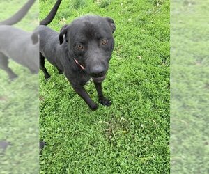 American Pit Bull Terrier-Labrador Retriever Mix Dogs for adoption in Fairfield, IL, USA