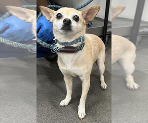 Chihuahua-Unknown Mix Dogs for adoption in Forestville, MD, USA