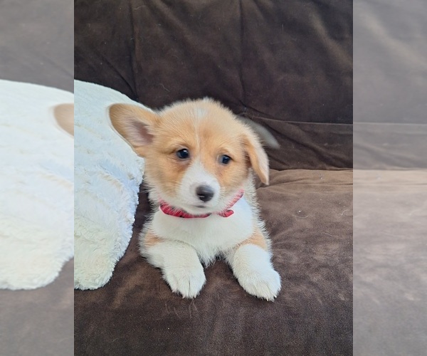 Medium Photo #12 Pembroke Welsh Corgi Puppy For Sale in ARROYO GRANDE, CA, USA